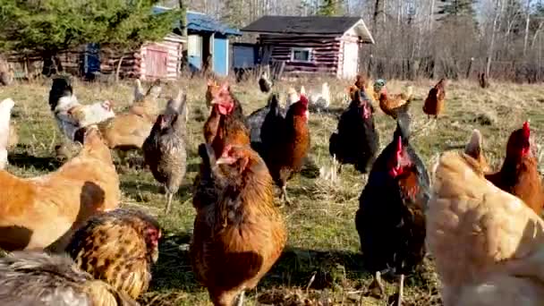 อยากร อยากเห และไก รวมต นและแอบมองกล ในฟาร มปลอดสารพ ษตามธรรมชาต งหมด — วีดีโอสต็อก