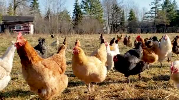 Chickens Everywhere Close Flock Brilliant Roosters Hens Chickens Free Range — Stock Video