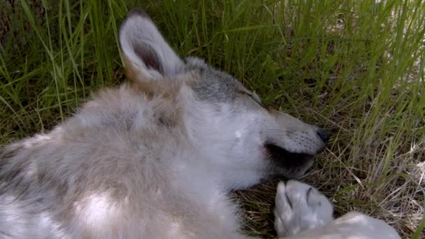 Een Timber Wolf Genaamd Koa — Stockvideo