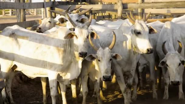 Tournage Panoramique Curieux Troupeau Bovins Mâles Alignés Côte Côte Coucher — Video