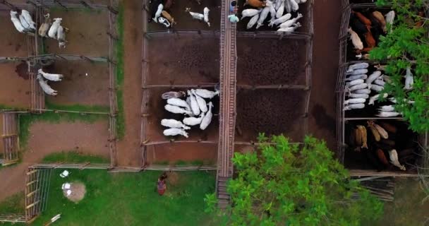 Aerial Top View Corral Outdoors Cattle Separated Pens Horse People — Stock Video