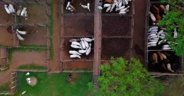 Aerial top view of a corral outdoors, cattle are separated in pens. There is a horse outside and people walking through the fences.