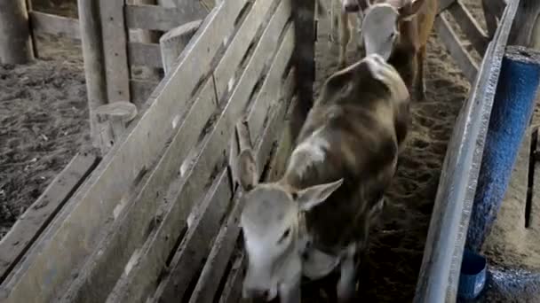 Pojmanie Grupy Uroczych Cieląt Płocie Separacyjnym Kamera Statyczna — Wideo stockowe