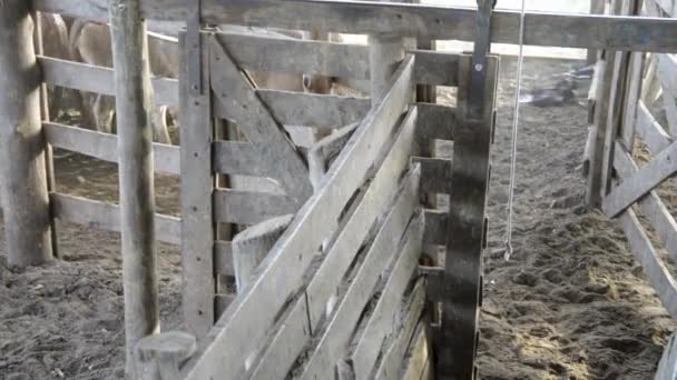 Shooting Group Cute Little Calves Beeing Moved Fence — Stock Video