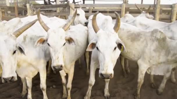 Panorering Nära Håll Handjur Nötkreatursbesättning Fålla Utomhus — Stockvideo