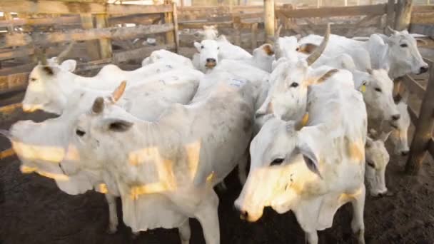 Tir Jeune Troupeau Bovins Nélores Dans Enclos Extérieur — Video