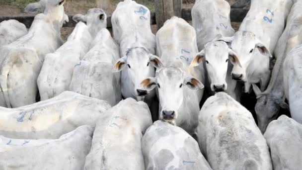 Vue Supérieure Troupeau Jeunes Femelles Nélores Dans Corral Surpeuplé Caméra — Video