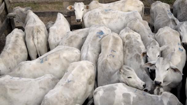 Bovenaanzicht Van Een Jonge Vrouwelijke Kudde Een Drukke Kraal Omdraaien — Stockvideo