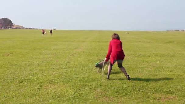 Dame Joue Avec Chien Whippet Sur Terrain — Video