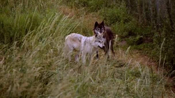 Een Grijze Wolf Genaamd Koa — Stockvideo