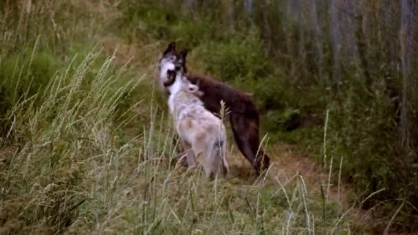 コアという灰色の狼 — ストック動画