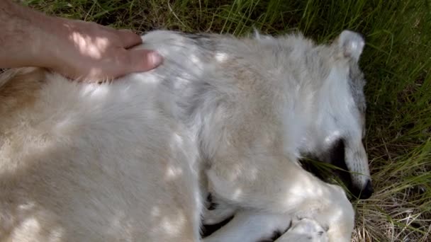 Een Grijze Wolf Genaamd Koa — Stockvideo