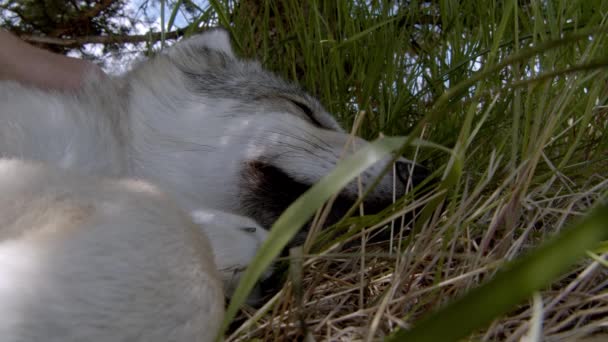 Loup Gris Nommé Koa — Video