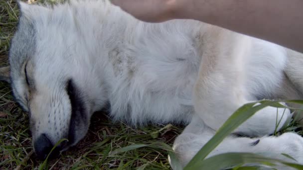 Een Grijze Wolf Genaamd Koa — Stockvideo