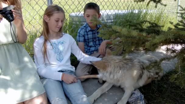 Grey Wolf Named Koa — Stock Video