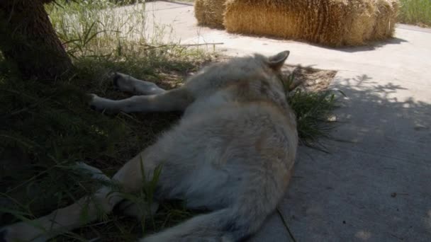 Grey Wolf Named Koa — Stock Video