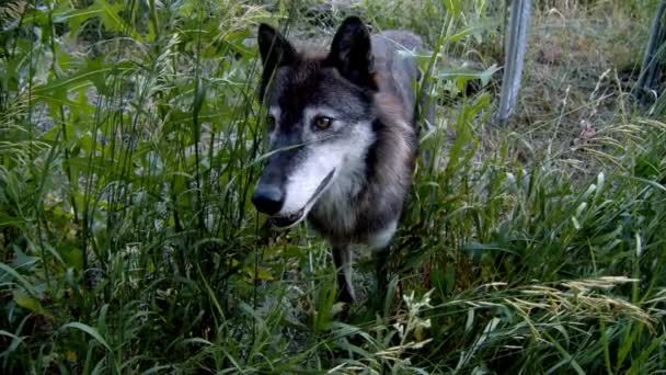 Ein Grauer Wolf Namens Koa — Stockvideo