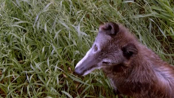 Grey Wolf Named Koa — Stock Video