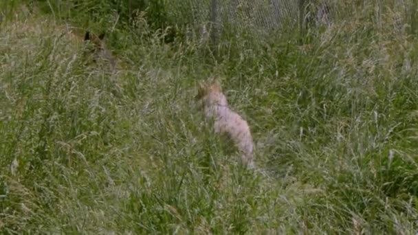 Een Grijze Wolf Genaamd Koa — Stockvideo