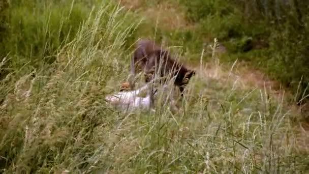 Een Grijze Wolf Genaamd Koa — Stockvideo