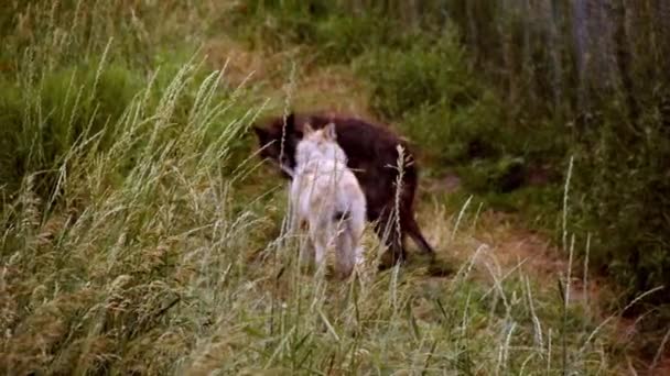 Ein Grauer Wolf Namens Koa — Stockvideo