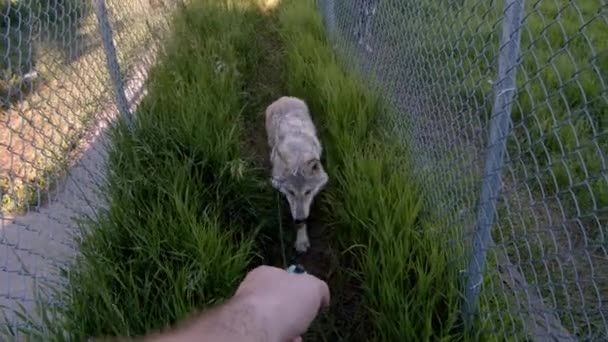 Lobo Cinzento Chamado Koa — Vídeo de Stock