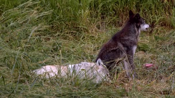 Een Grijze Wolf Genaamd Koa — Stockvideo