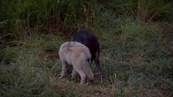 一只叫科亚的灰狼 — 图库视频影像
