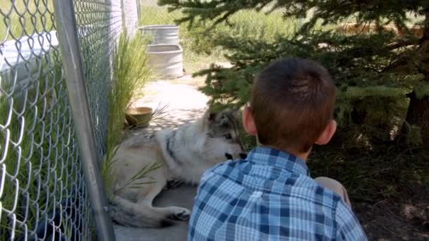 Grey Wolf Named Koa — Stock Video