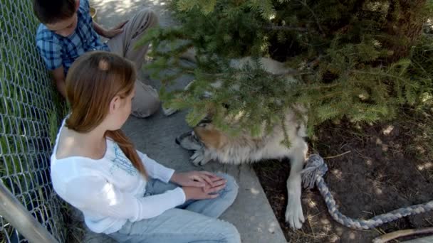 Een Grijze Wolf Genaamd Koa — Stockvideo
