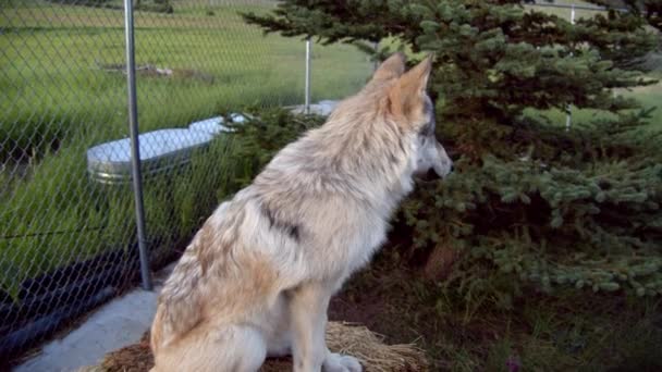 Loup Gris Nommé Koa — Video