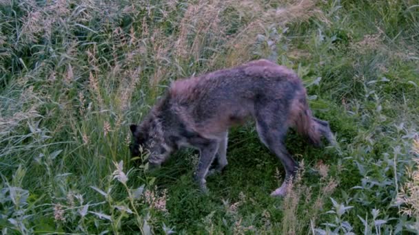 Grå Varg Vid Namn Koa — Stockvideo