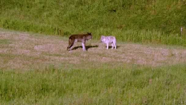 コアという灰色の狼 — ストック動画