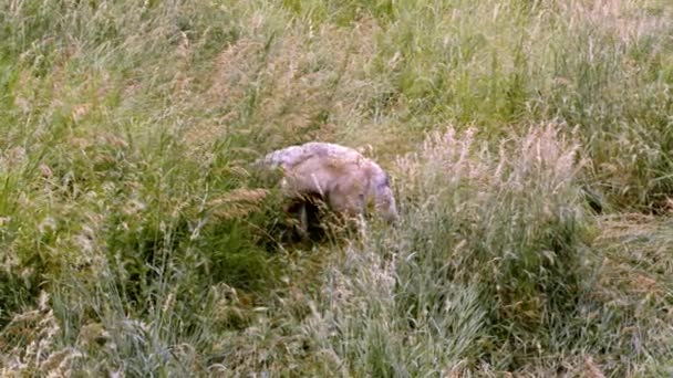 一只叫科亚的灰狼 — 图库视频影像