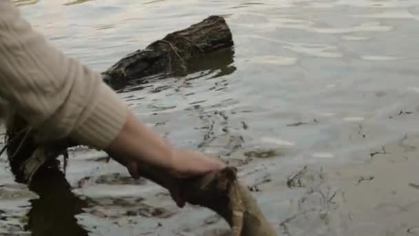 把树枝清出水面的手 — 图库视频影像