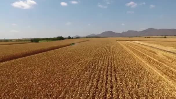 Luftbild Von Einer Drohne Eines Landwirtschaftlichen Feldes Bei Der Maisernte — Stockvideo