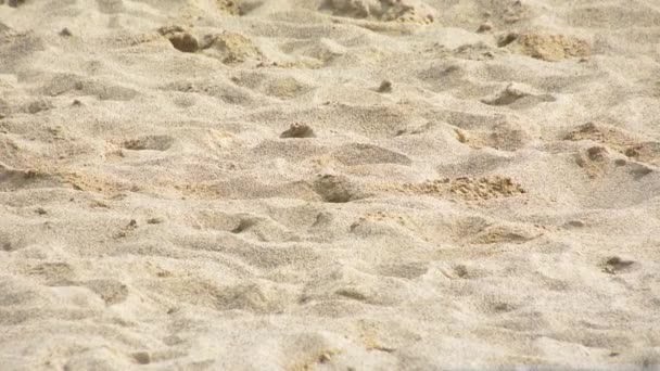 女性選手移動上の細かい砂のビーチバレーボールゲームカップ — ストック動画