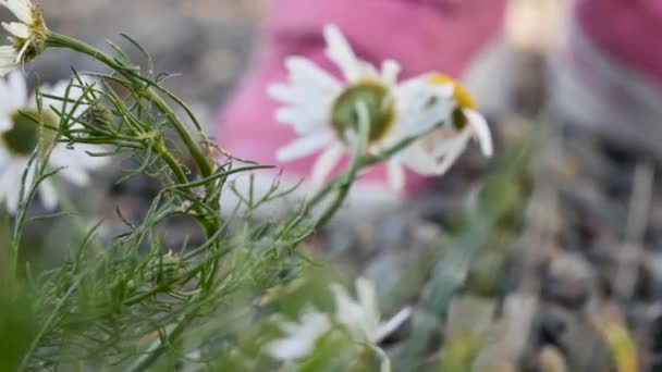 Pembe Ayakkabılı Küçük Kız Vahşi Bir Çiçeğe Basıyor Yavaş Çekim — Stok video