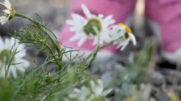 Meisje Voet Wordt Gezien Stappen Een Wilde Bloem Macro — Stockvideo