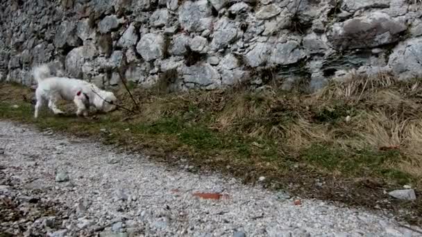 Small Maltese Dog Woman Walking Red High Heels Castle Kamen — Stock Video