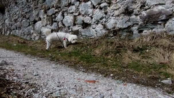 Perro Mujer Malteses Cámara Lenta Caminando Tacones Rojos Castle Kamen — Vídeos de Stock