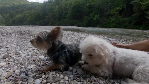 Besitzerin Streichelt Kleinen Maltesischen Hund Zeitlupe Sauberen Flussufer — Stockvideo