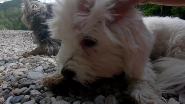 Lento Movimento Mulher Proprietário Acidente Vascular Cerebral Pequeno Cão Maltês — Vídeo de Stock