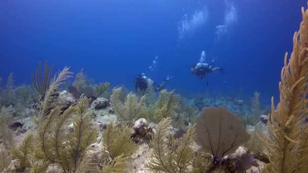 Buceadores Nadando Través Barrera Coral Tropical — Vídeos de Stock