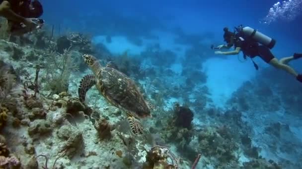 Zwei Taucher Flitzen Und Fotografieren Eine Meeresschildkröte — Stockvideo