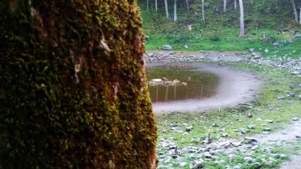 Powolne Ujawnienie Samotnej Kobiety Błąkającej Się Widoku Krateru Kaali Estonia — Wideo stockowe
