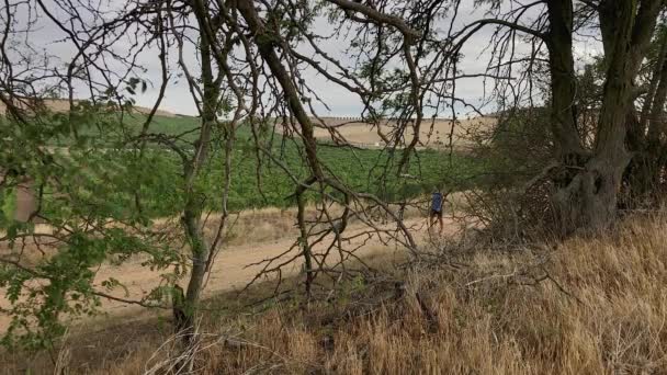 Uomo Cammina Una Strada Tra Vigneti Alberi — Video Stock