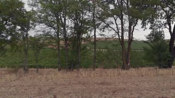 Homem Caminhando Uma Estrada Entre Vinhas Árvores — Vídeo de Stock