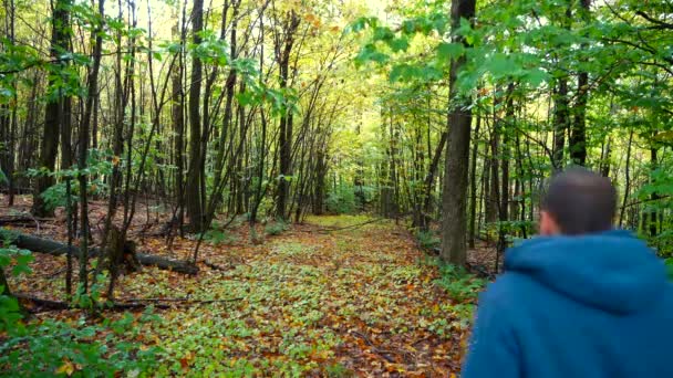 Άνθρωπος Περπατά Ένα Δασικό Μονοπάτι Στον Ανατολικό Καναδά Φθινόπωρο — Αρχείο Βίντεο