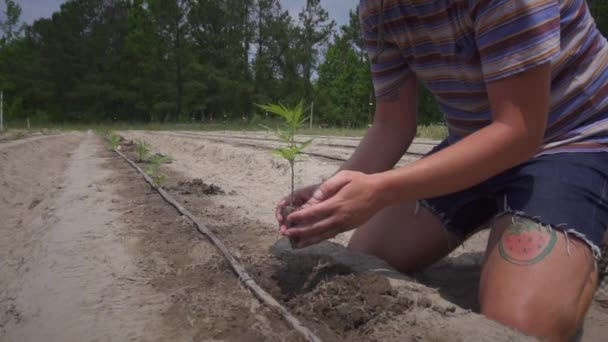 Άνθρωπος Φυτεύει Hemp Στον Κήπο Μια Ηλιόλουστη Μέρα Στο Αγρόκτημα — Αρχείο Βίντεο